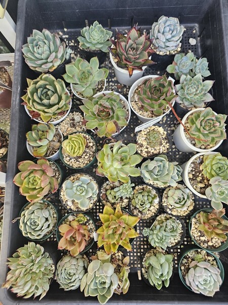 画像全部 赤字出品多肉植物処分 多肉植物 抜き苗 エケベリア サボテン 観葉植物