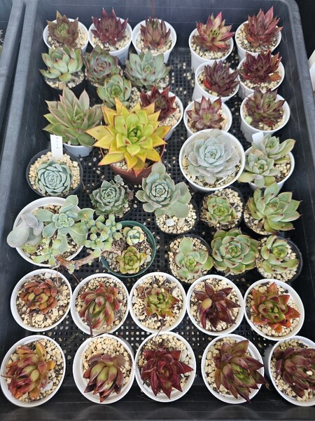 多肉植物 エケベリア 観葉植物 抜き苗 画像全部 多肉植物処分赤字出品
