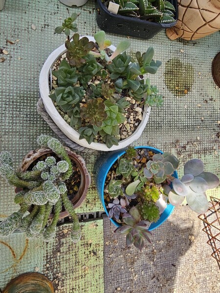 鉢付き寄せ植えセット このまま発送 多肉植物韓国苗 赤字出品