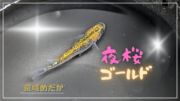 【京颯めだか】夜桜ゴールドめだか有精卵30個