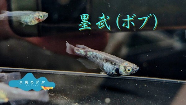 【京颯めだか】墨武(ボブ)めだか有精卵30個