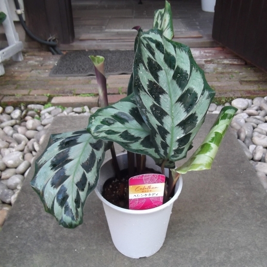 『カラテア・ヘレンケネディー*Calathea HelenKennedy』5号