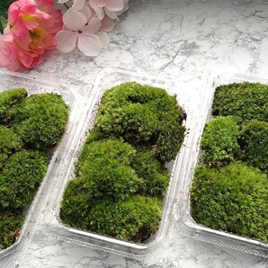 【天然 山苔 】3パック ホソバオキナゴケ 盆栽 苔玉 アクアリウム テラリウム no446
