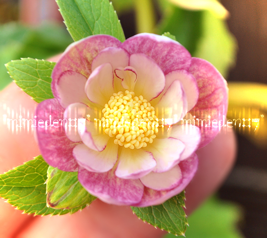 mint クリスマスローズ 小苗 DD蜃気楼×DD蜃気楼’24 Yahoo!オークション -「クリスマスローズ 蜃気楼」の落札相場