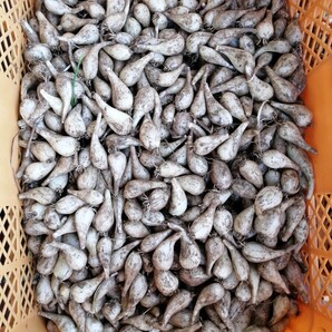 らっきょう厚木市飯山産5キロ(箱込)土付き茎根付き 大中サイズ