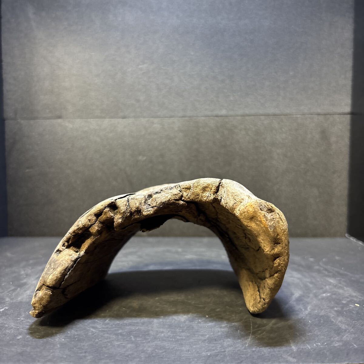 2025年最新】Yahoo!オークション -ada 水槽(魚、水草)の中古品