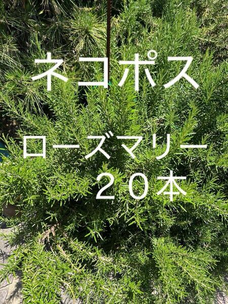 ローズマリー ハーブ フレッシュハーブ 生ローズマリー 生ハーブ ハーブローズマリー 野菜