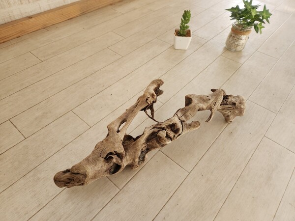 処理済 約38×15センチ流木 30センチ規格水槽 アート インテリア アクアリウム ビバリウム パルダリウム テラリウム No.227