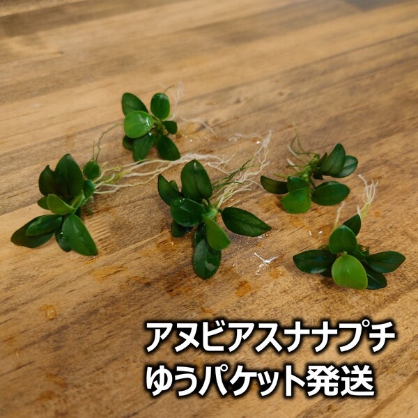 アヌビアスナナプチ 5株 水草 前景草 ゆうパケット発送
