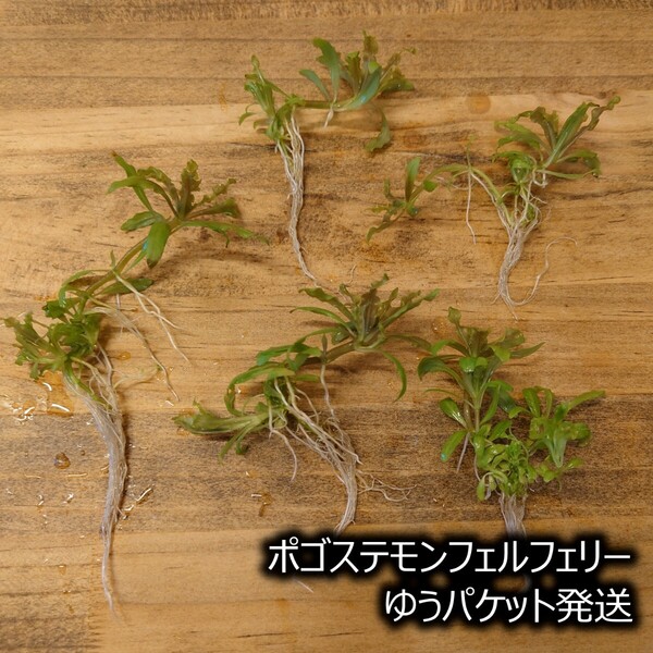 ポゴステモンヘルフェリー 5株 水草 前景草 ゆうパケット発送