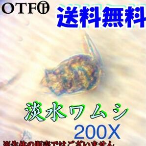 淡水ワムシ乾燥卵カプセル(約2万個以上) 1カプセル メダカや稚魚、金魚、エビなどの生き餌に!水槽、フィルター内の水質安定にも