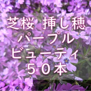 芝桜 挿し穂用カット苗 50本 6~8cm パープルビューティー 桃紫◆シバザクラ 耐寒性宿根草 常緑 グランドカバー 園芸 ガーデニング挿し木