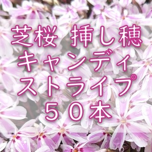 芝桜 挿し穂用カット苗 50本 6~8cm キャンディストライプ ピンク◆シバザクラ 耐寒性宿根草 常緑 グランドカバー 園芸 ガーデニング挿し木