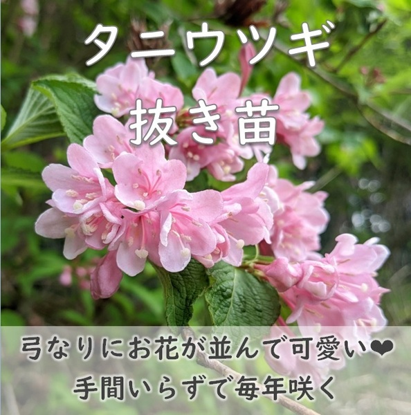 送料無料★タニウツギ 抜き苗1本 ベニウツギ 谷空木 耐寒性◎ 宿根草 園芸 ガーデニング