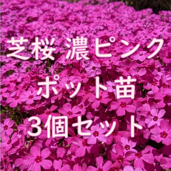 芝桜のポット苗 3個 濃いピンク◆シバザクラ 抜き苗 耐寒性◎ 根付き 宿根草 常緑 グランドカバー 園芸 ガーデニング