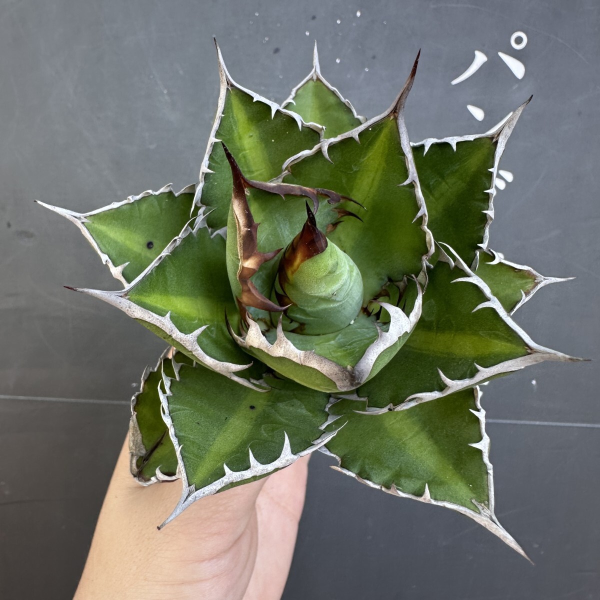 クリストポット　ハイブリッド　アガベ 2025年最新】Yahoo!オークション -アガベ ハイブリッド(アガベ