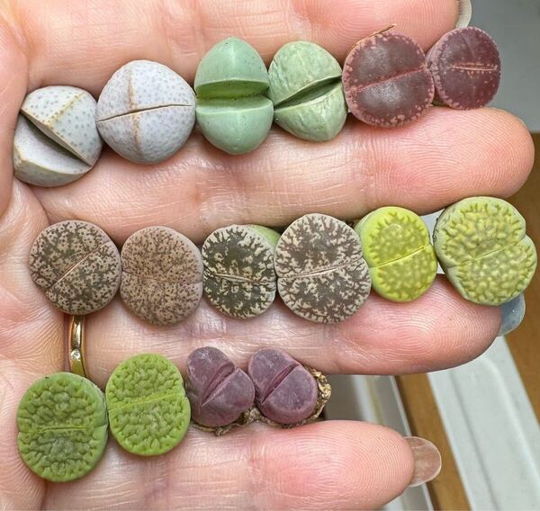 2.1 多肉植物 リトープス ⑧種混合カラフルセット 写真通り