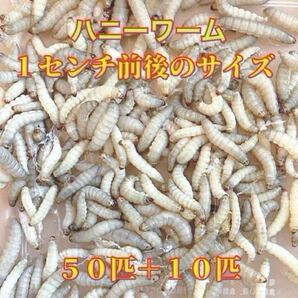 ハニーワーム (ぶどう虫)50匹+10匹(1㎝前後のサイズ)