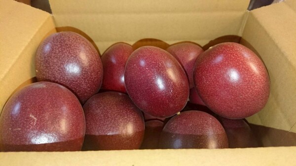 【送料無料】奄美パッションフルーツ ご家庭用!5kg【無農薬】a