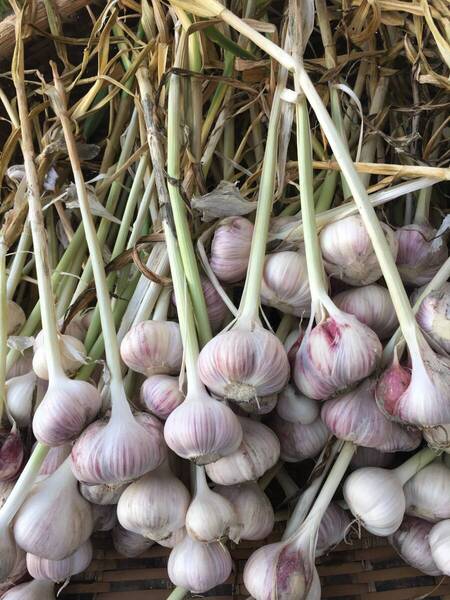 伝承野菜 最上ニンニク