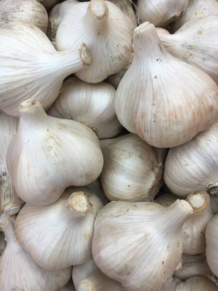 農薬不使用ホワイト6片ニンニク800g