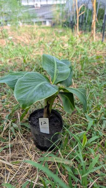 ドワーフモンキーバナナ ⑫ 苗 株分け 熊本県 送料込み