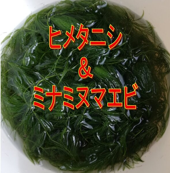 マツモ10㎝1本+ヒメタニシ20匹+ミナミヌマエビ20匹 猛暑仕様