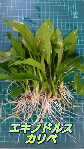 エキノドルス カリベ 水上葉~ 1株