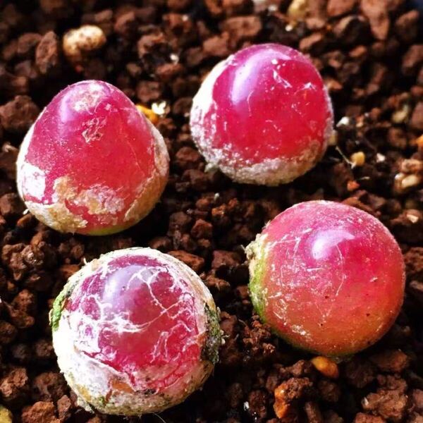 ネコポスで発送 多肉植物 コノフィツム ブルゲリSH409 大玉2cm以上 抜き苗 4株セット