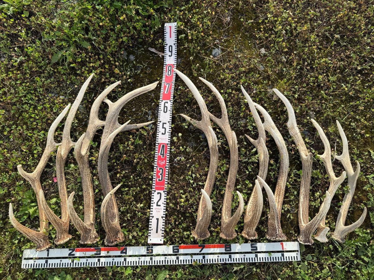 鹿の角 シカツノ 角先 25本 2025年最新】鹿の角 根付の美しい収集品 - Yahoo!オークション