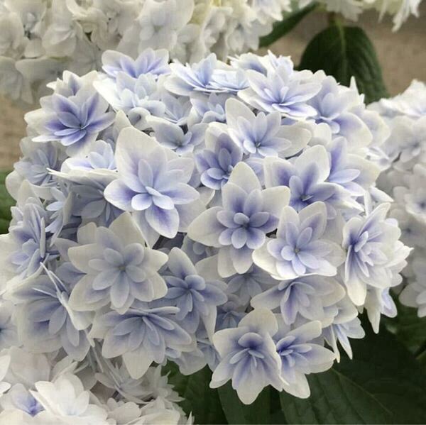 育てる上質アジサイ苗♪ 加茂セレクション紫陽花「かぐや姫」5号サイズ 正規品