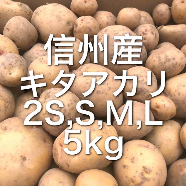 【信州産】キタアカリ 5kg超 箱込 SS S M L じゃがいも 0711#1