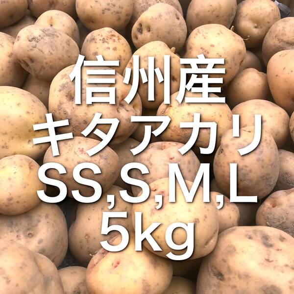 【信州産】キタアカリ 5kg超 箱込 SS S M L じゃがいも 0711#2
