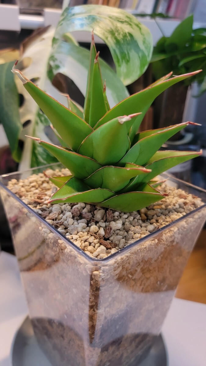 Yahoo!オークション -「サンセベリア サンスベリア」の落札相場