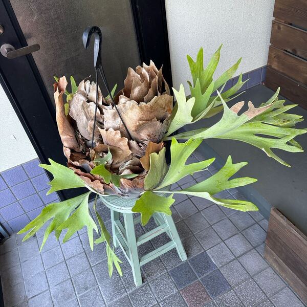 特大 観葉植物 ビカクシダ コウモリラン