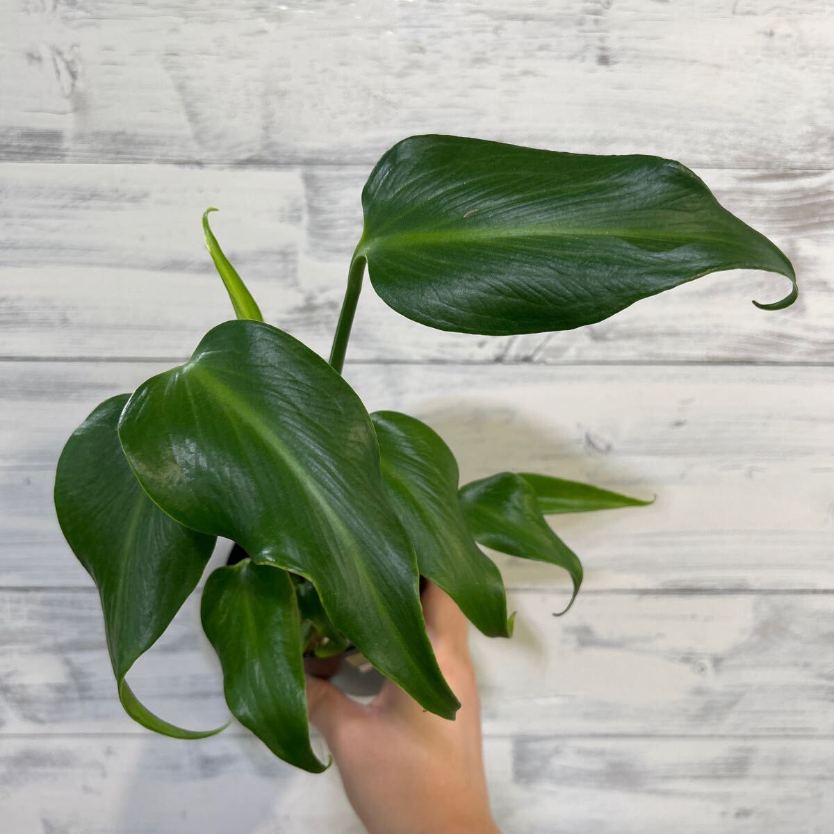 バールマルクスフレーム【2】 モンステラ・ディラセラータ 'バールマルクスフレーム