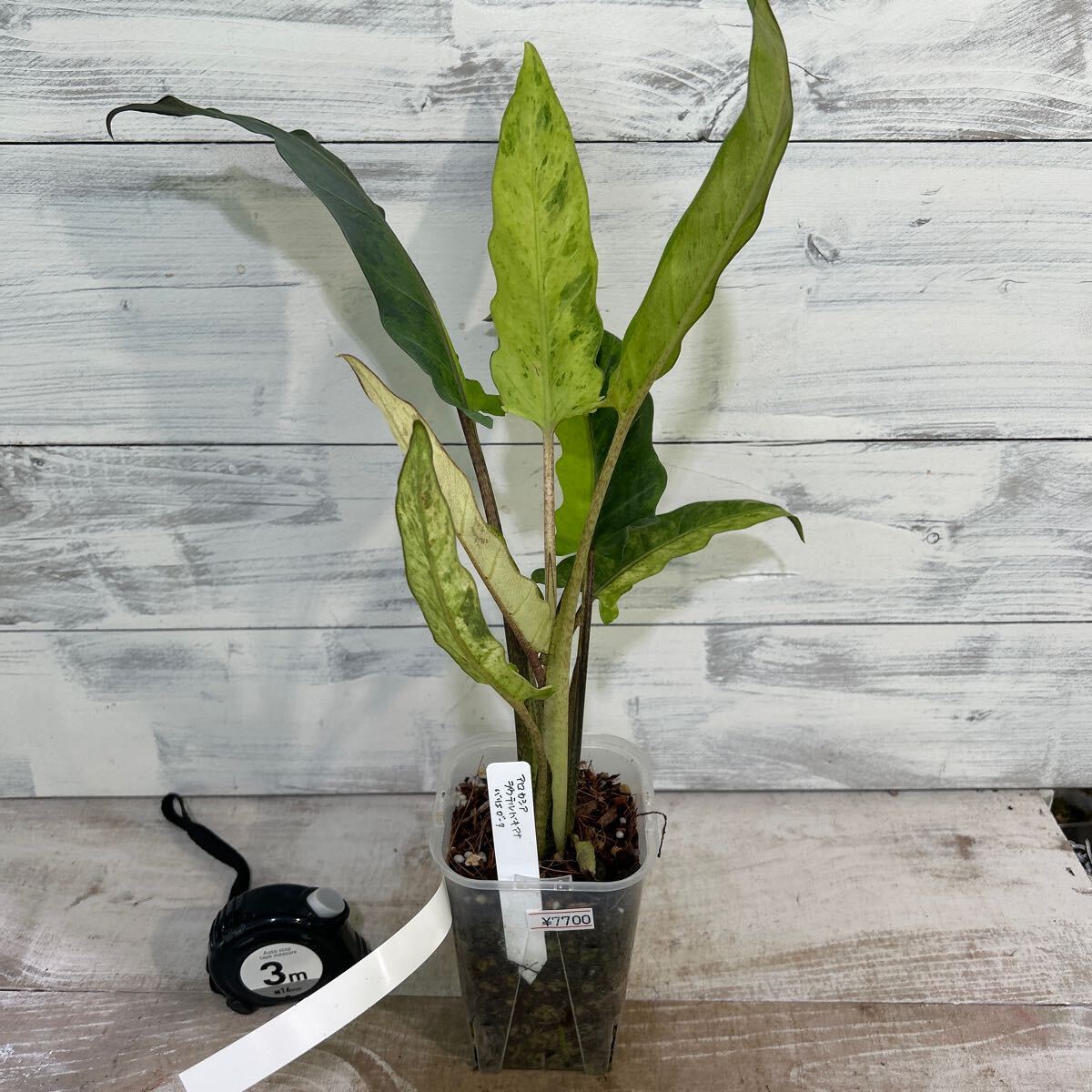 2025年最新】Yahoo!オークション -アロカシア 斑入りの中古品