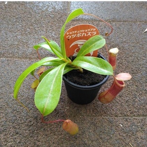 ウツボカズラ 観葉植物 食虫植物