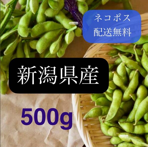〈産地直送〉夏採れ枝豆_500g