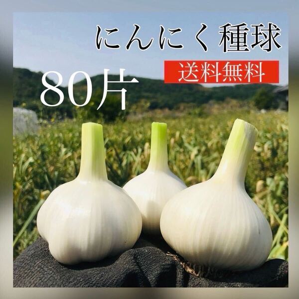 【ニンニク種球】80片【野菜】【種】【にんにく】【87store】簡単家庭菜園♪いちごのコンパニオンプランツにおすすめ!