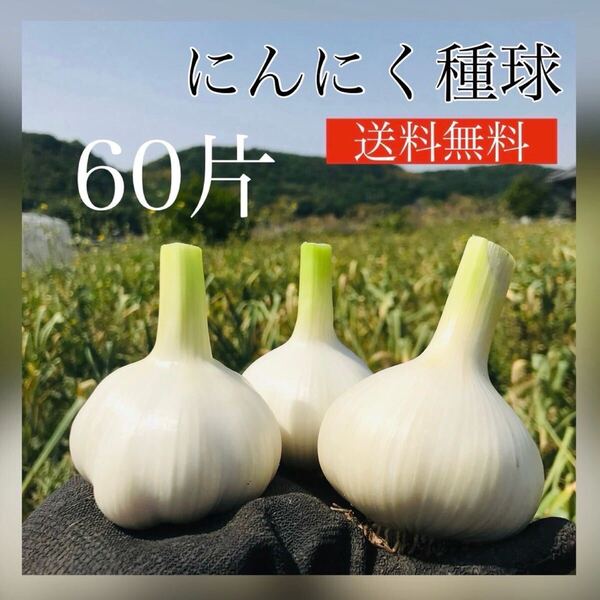 【ニンニク種球】60片【野菜】【種】【にんにく】【87store】簡単家庭菜園♪いちごのコンパニオンプランツにおすすめ!【おすすめ】