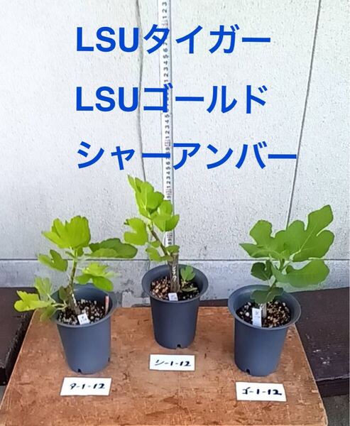 高級イチジク苗セット LSUゴールド LSUタイガー シャーアンバー その12