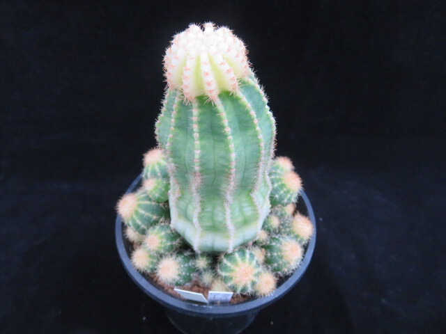 Yahoo!オークション -「サボテンロイホワイト」の落札相場・落札価格