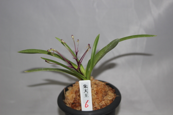 [祝^_^評価6000突破セール♫]富貴蘭　朱天王白縞(2本子付き) Yahoo!オークション -「富貴蘭 朱天王」の落札相場・落札価格