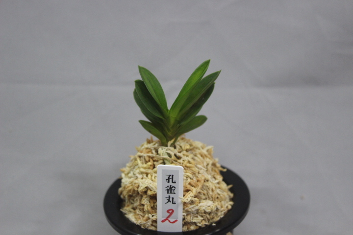 富貴蘭　孔雀丸の縞(本性品) Yahoo!オークション -「富貴蘭 孔雀丸」の落札相場・落札価格