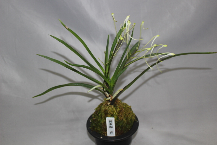 Yahoo!オークション -「富貴蘭 湖東」の落札相場・落札価格