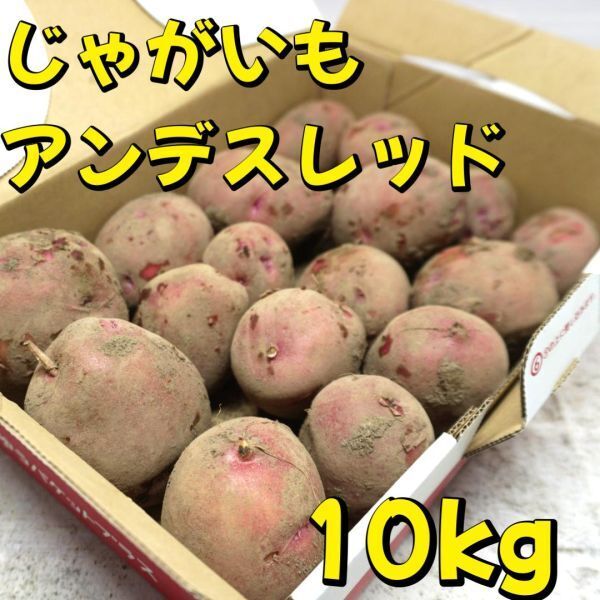 A-STYLE 自家産ジャガイモ アンデスレッド 新じゃが Lサイズ以上 約10Kg 【送料無料商品以外同梱不可商品】