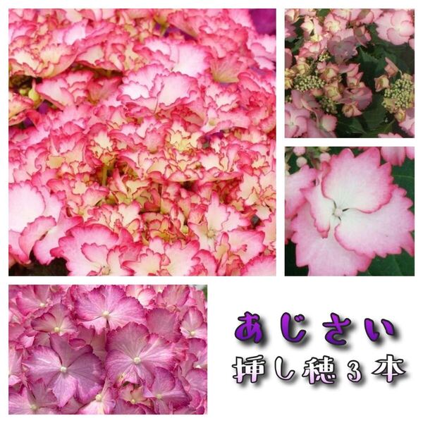 31 紫陽花 挿し穂3本 あじさい アジサイ