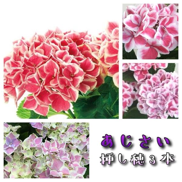15紫陽花 挿し穂3本 あじさい アジサイ ネコポス