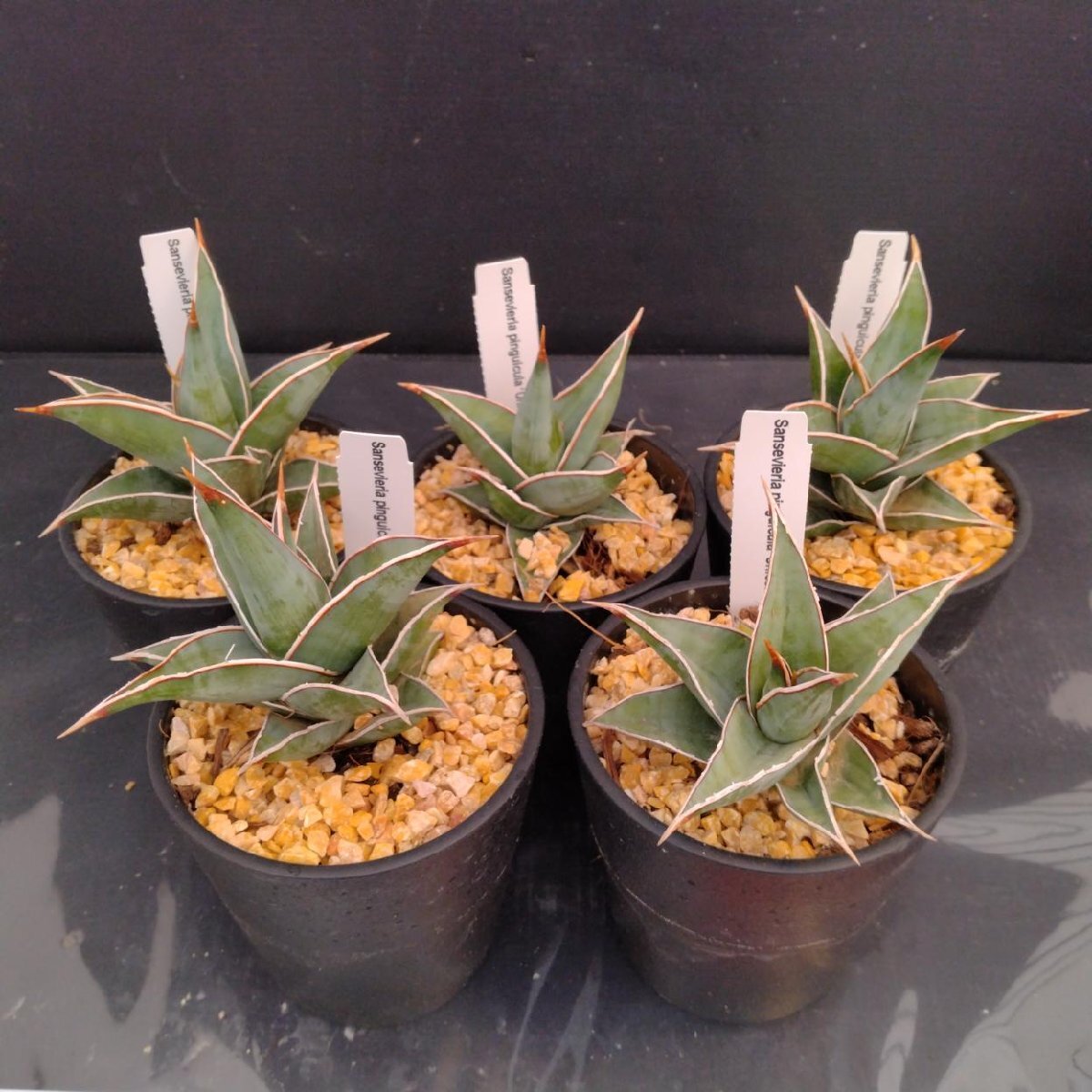 Yahoo!オークション -「サンスベリア ピングイキュラ」(花、園芸